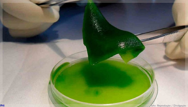 Cientistas chilenos criam pele ‘fotossintética’ que regenera tecidos