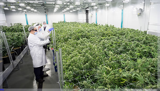 Empresa brasileira recebe licença para cultivo, produção e exportação de Cannabis no Paraguai