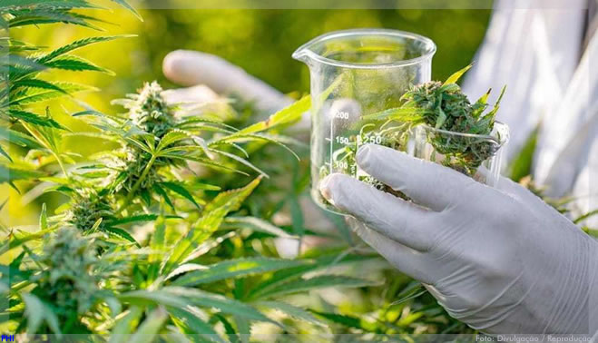 Tecnologia no universo da cannabis medicinal