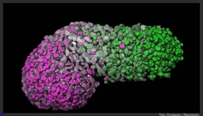 Cientistas criam modelo de embrião humano a partir de células-tronco