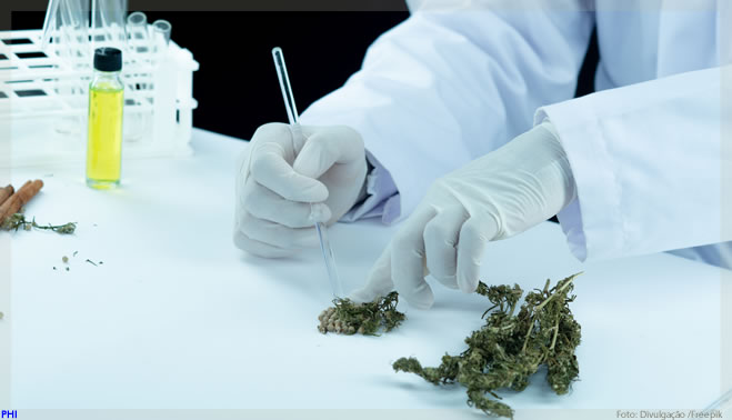 Cannabis medicinal tem eficiência no tratamento de dor crônica