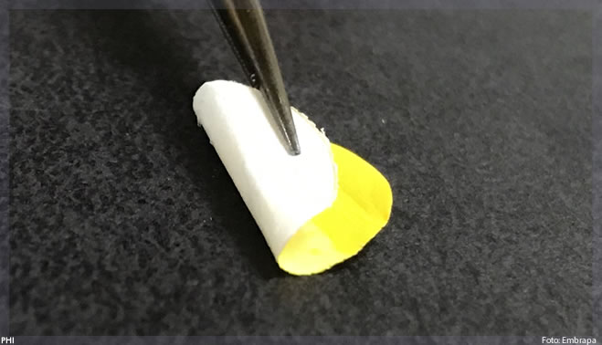 Pesquisa cria curativo de nanofibra de açafrão