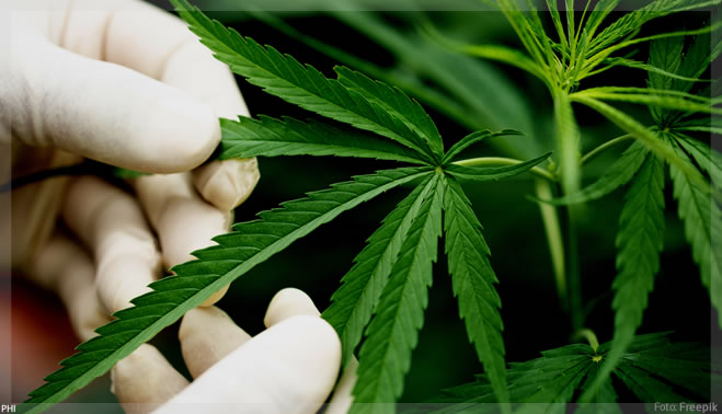 SP lança frente em defesa da cannabis medicinal