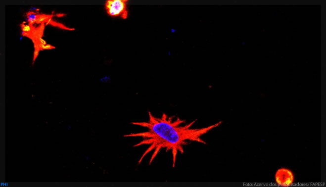 Grupo da Unifesp desenvolve protocolo para impressão 3D de células cerebrais