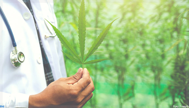 Pela 1ª vez, Anvisa autoriza plantio de cannabis