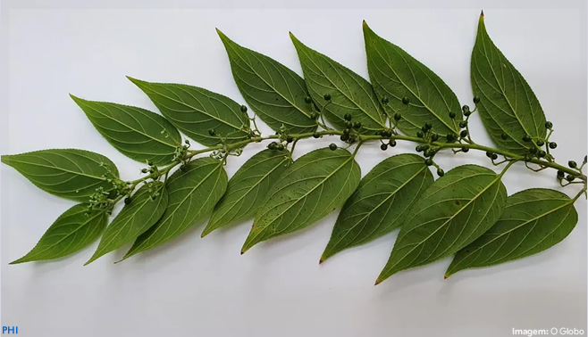 Planta brasileira produz canabidiol sem alucinógeno