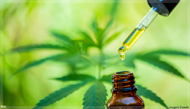 Anvisa proíbe importação de cannabis in natura, mesmo se for para uso medicinal
