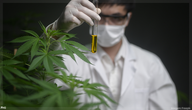 Eurofarma mira mercado de cannabis