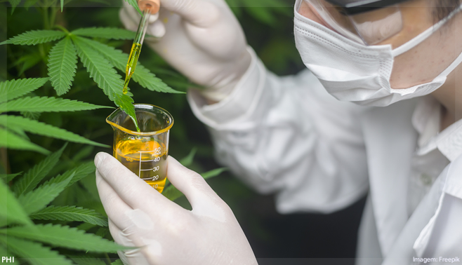 Comissão debate regulamentação da produção de cannabis