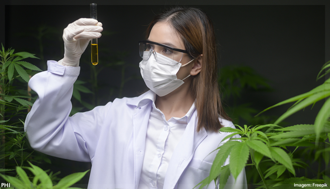 Custo mensal para tratamento com cannabis medicinal caiu 41% em 2 anos