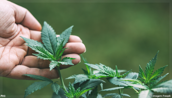 Medicamentos à base de cannabis estarão disponíveis para pacientes do SUS no estado de São Paulo