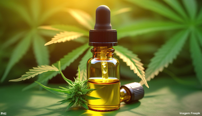 Cannabis medicinal na veterinária ganha espaço em congresso