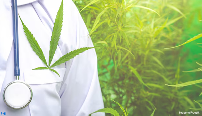 Venda de cannabis nas farmácias reforça importância do setor